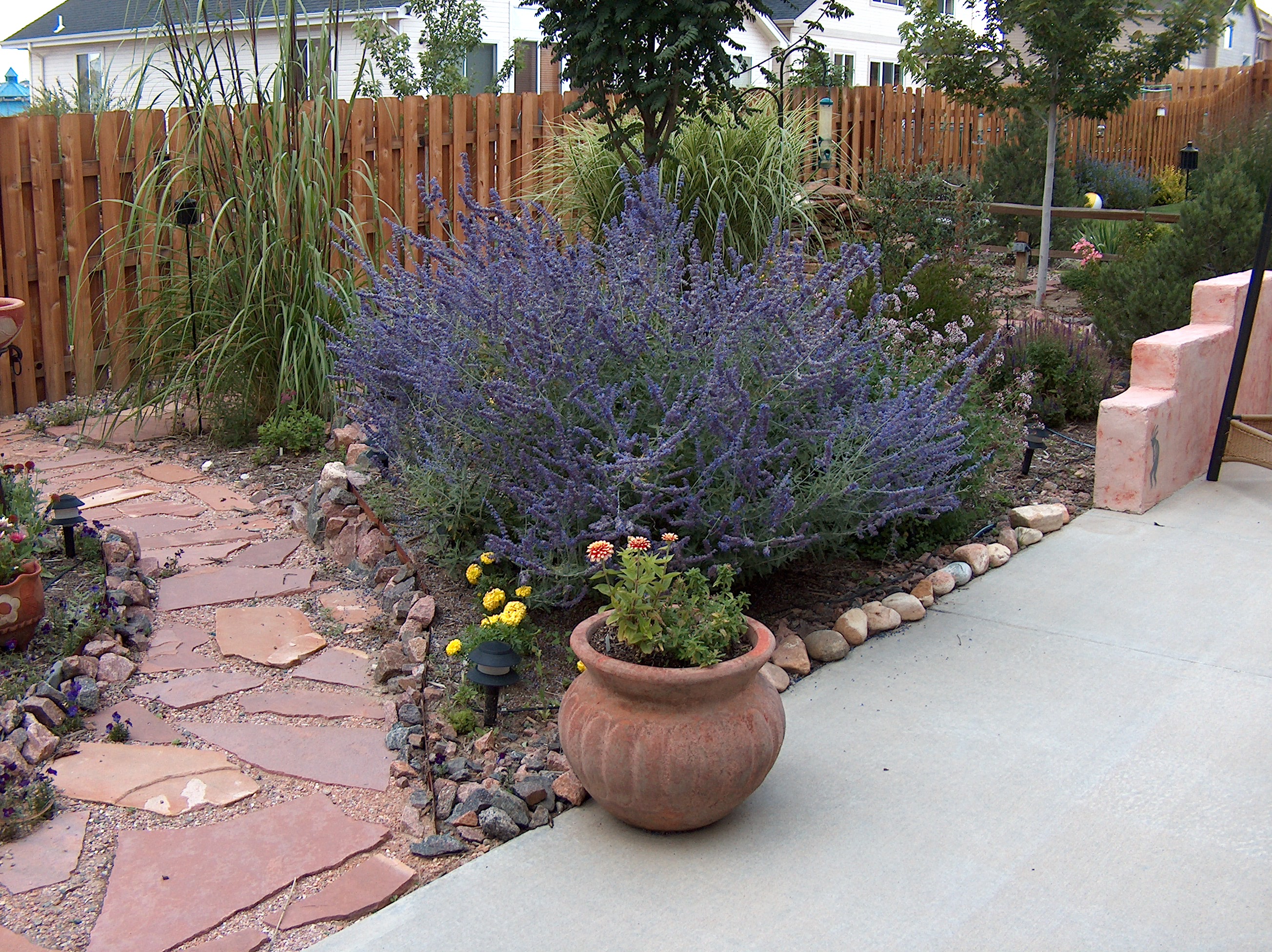 How to cut back Russian sage | Colorado Yard Care