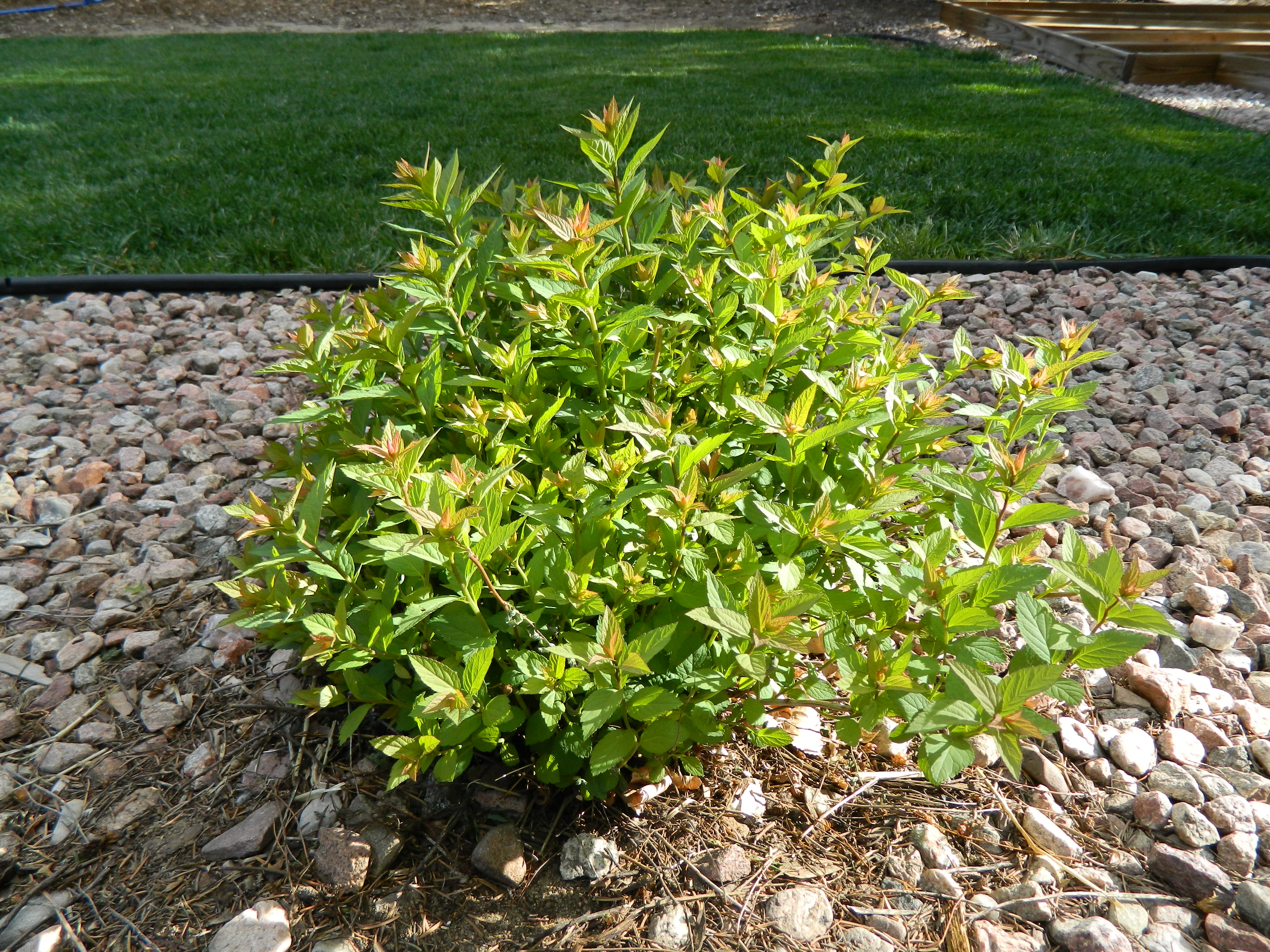 how-to-prune-a-shrub-with-dieback-colorado-yard-care