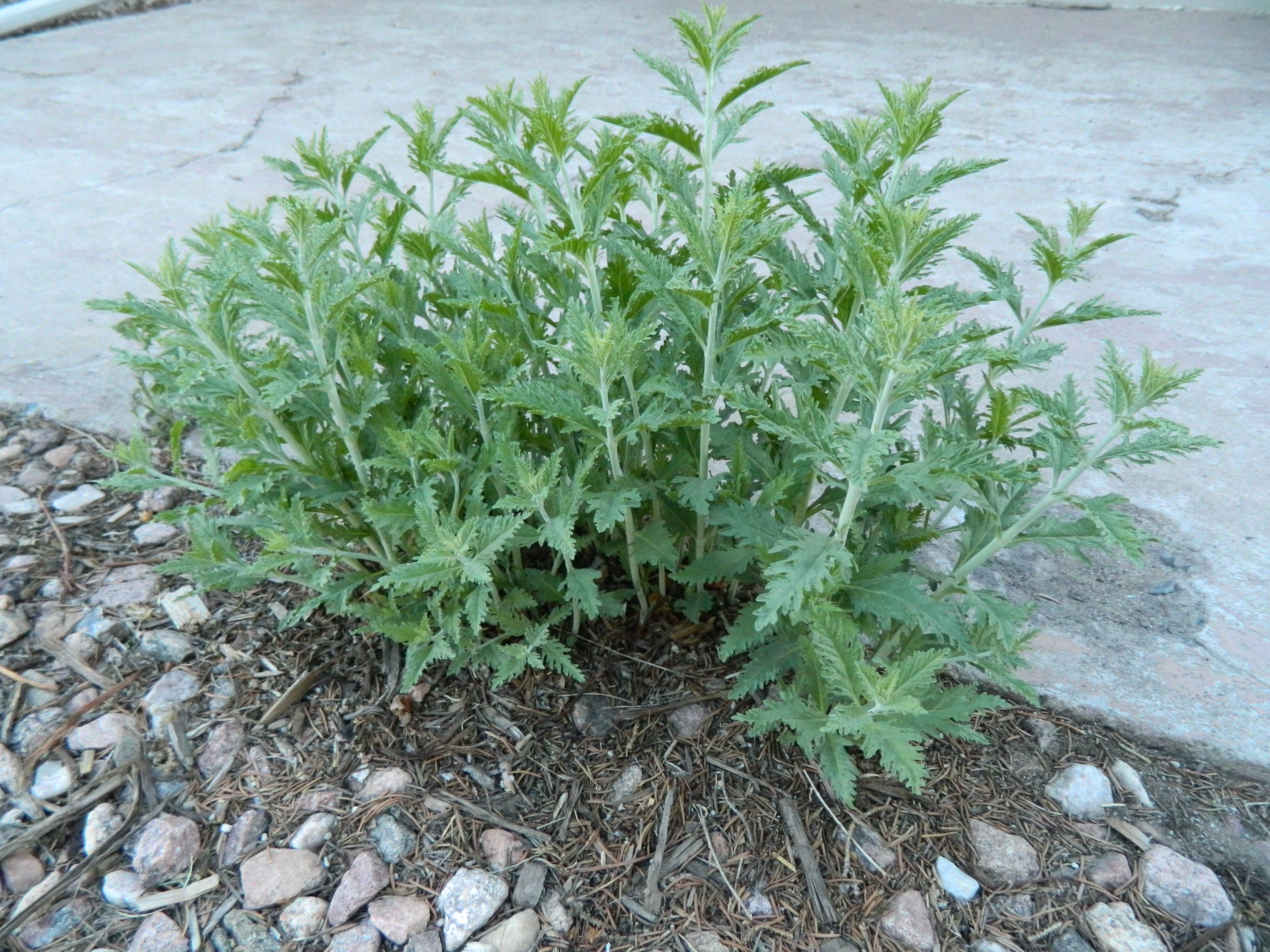 Update on Russian Sage Pruning | Colorado Yard Care