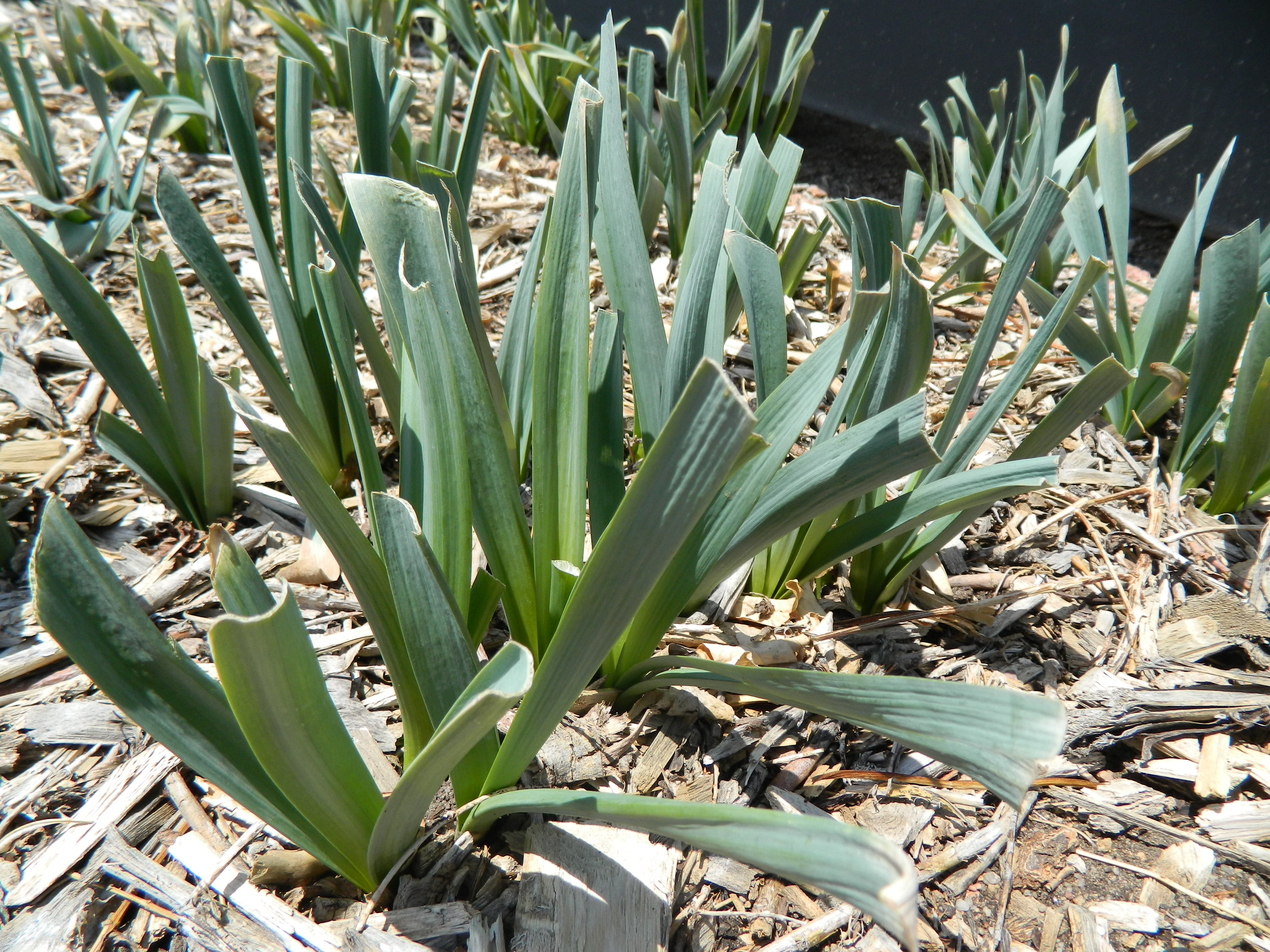 How to care for frost-damaged daffodils | Colorado Yard Care