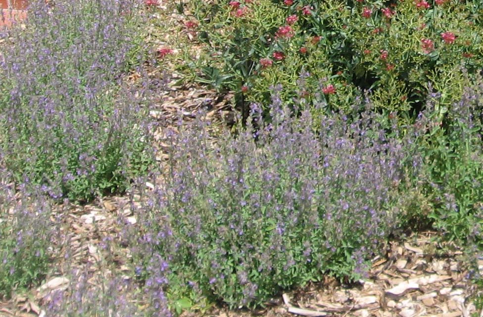 Catmint | Colorado Yard Care