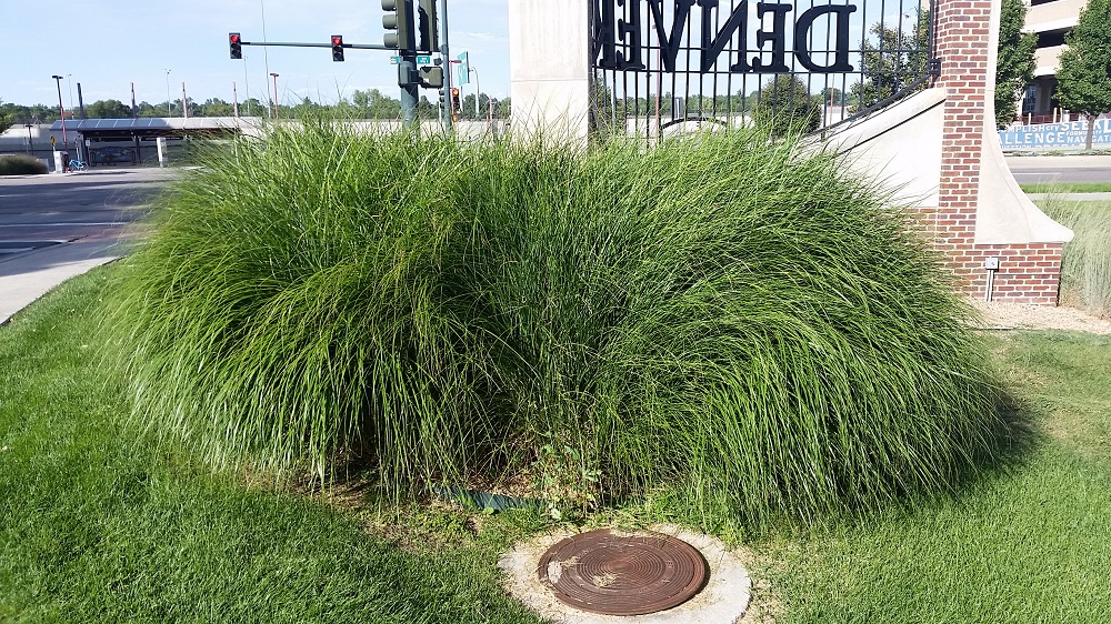 Maiden Grass | Colorado Yard Care