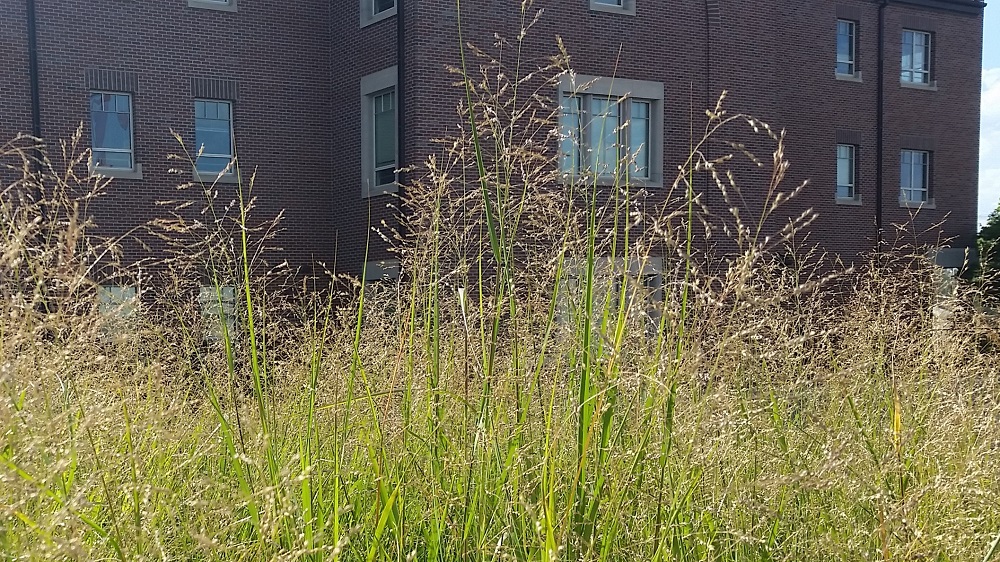 Switchgrass Seedheads Colorado Yard Care