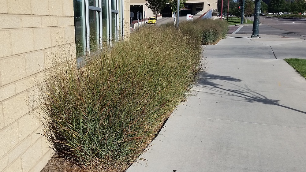 switchgrass-in-mass-colorado-yard-care